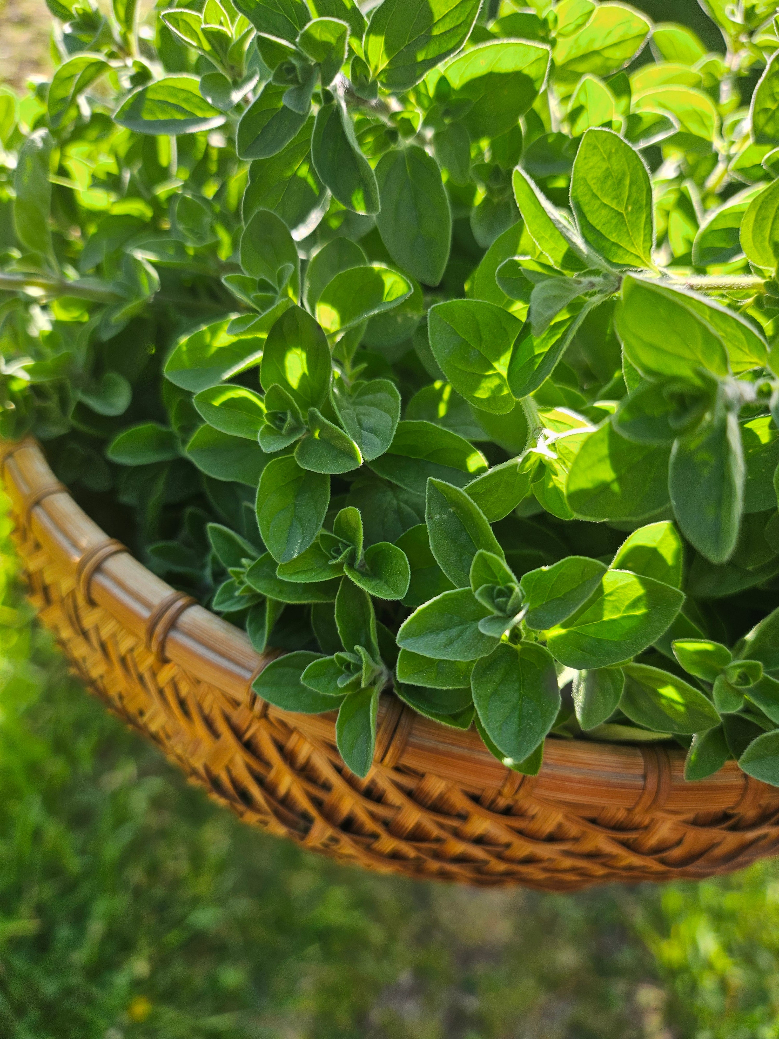 L'Origan , l'aromate du soleil aux mille traditions