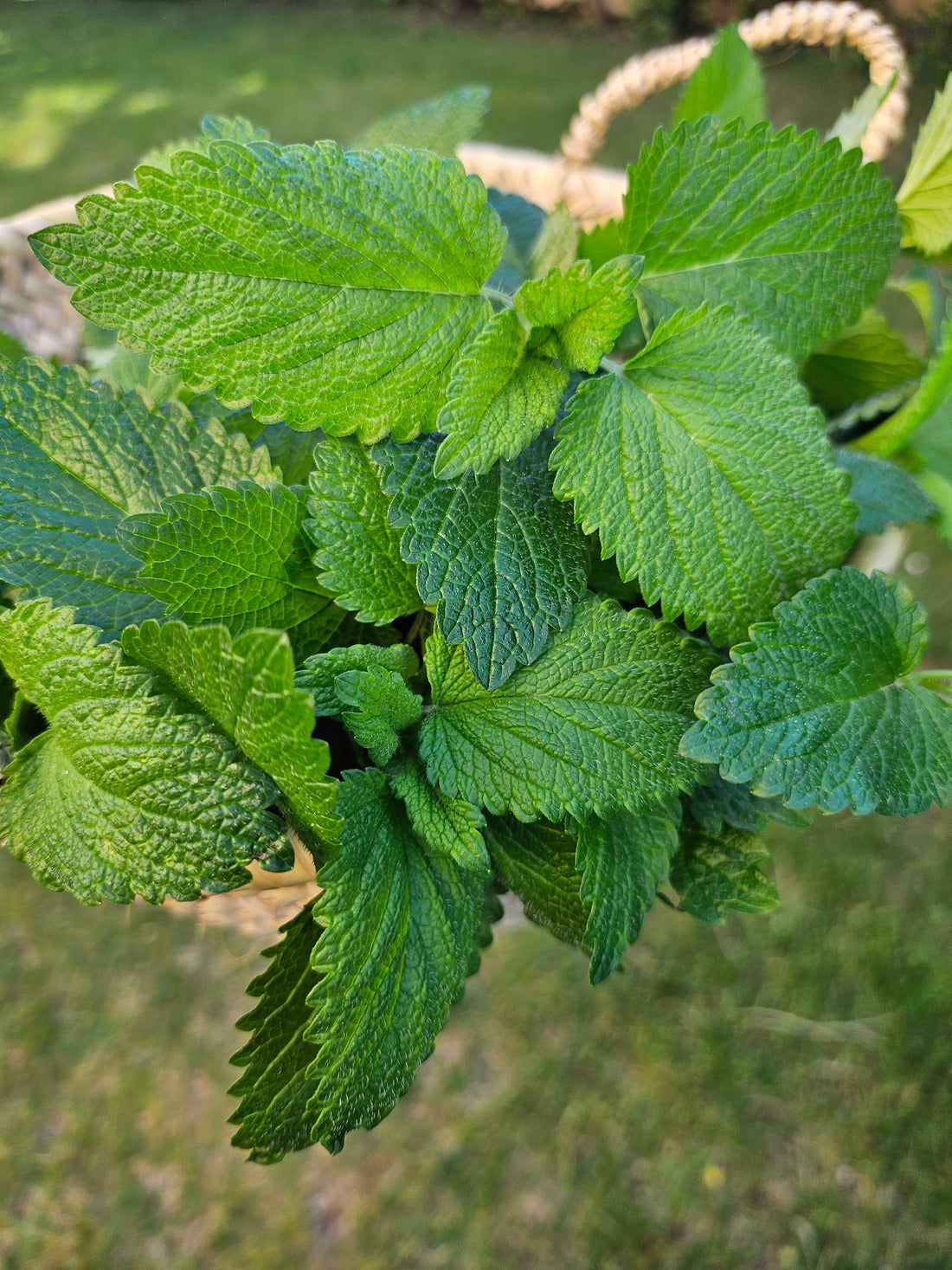La Mélisse  : la plante de la sérénité au naturel