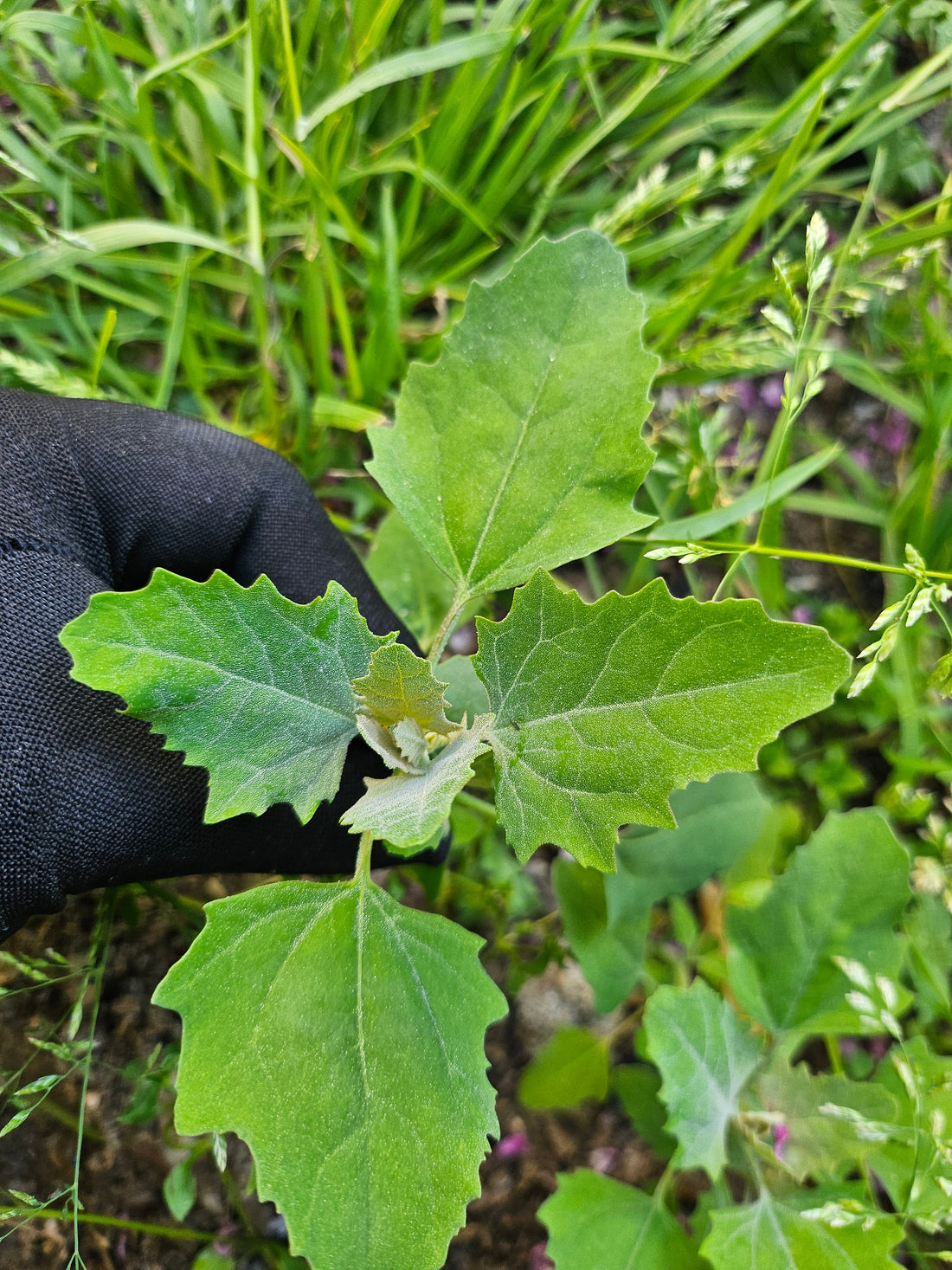 Le Chénopode Blanc , une plante sauvage méconnue aux multiples usages