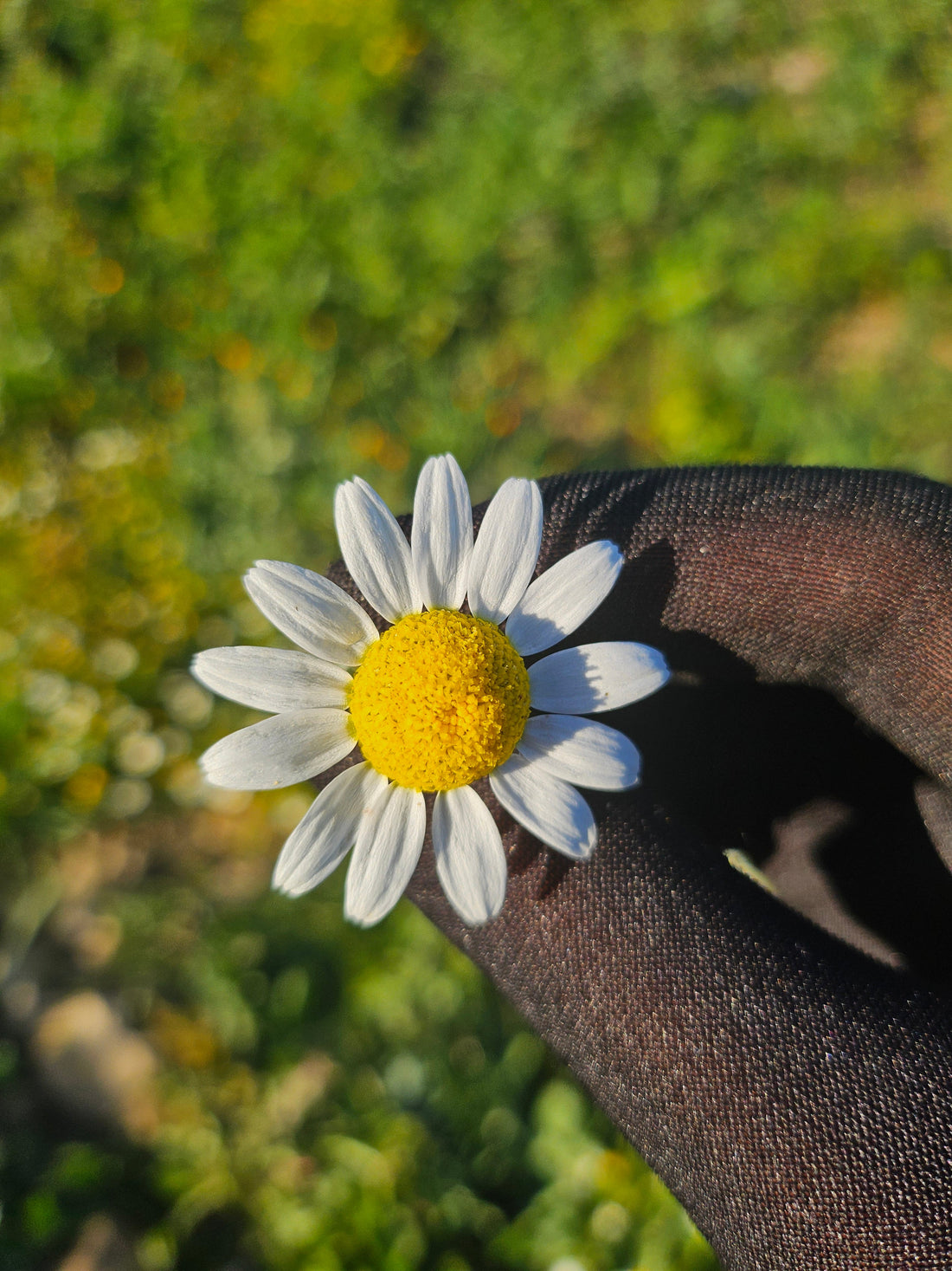 La Camomille Matricaire : une fleur emblématique du bien-être naturel