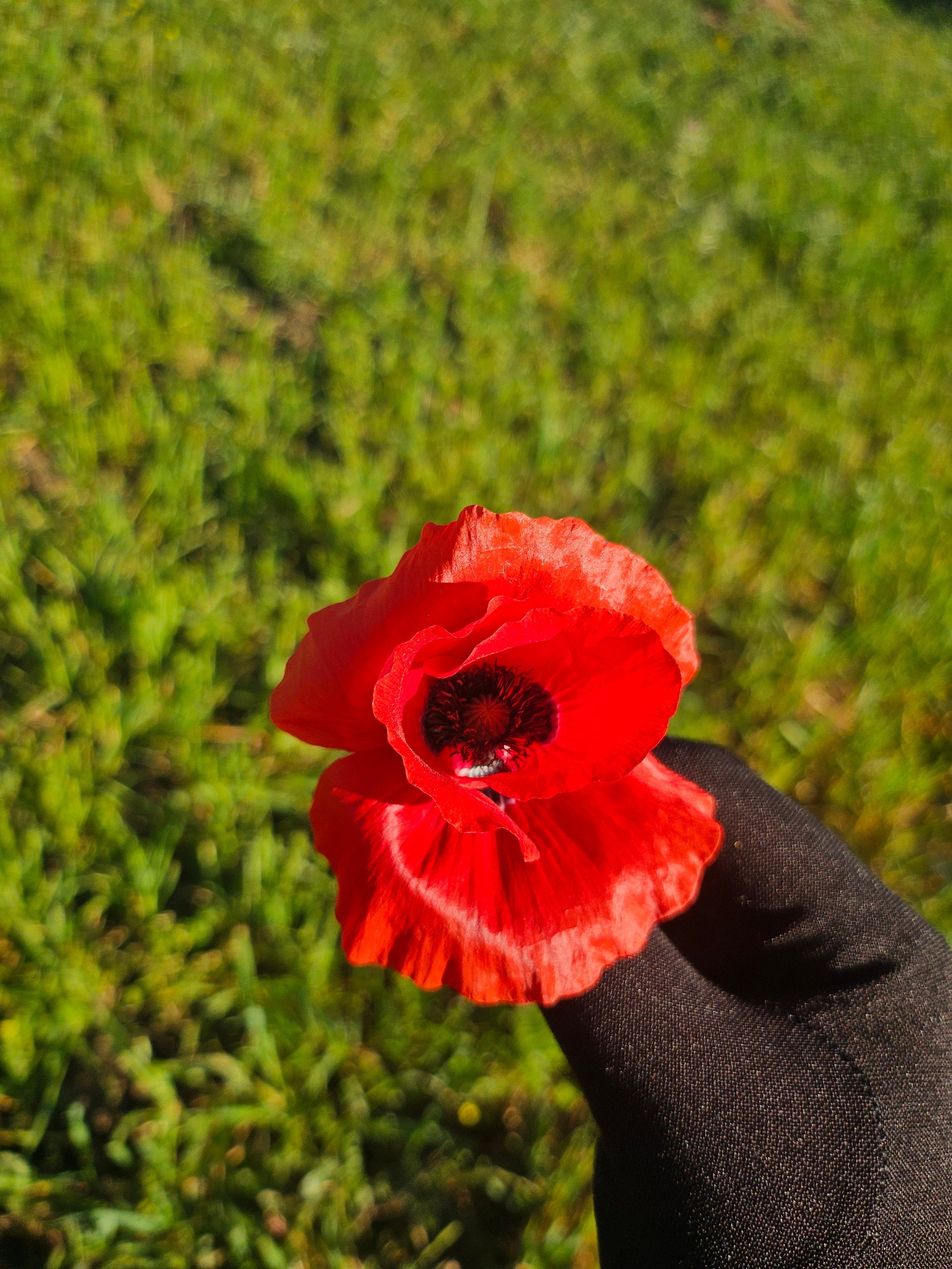 Le coquelicot : une fleur sauvage pleine de souvenirs et de douceur