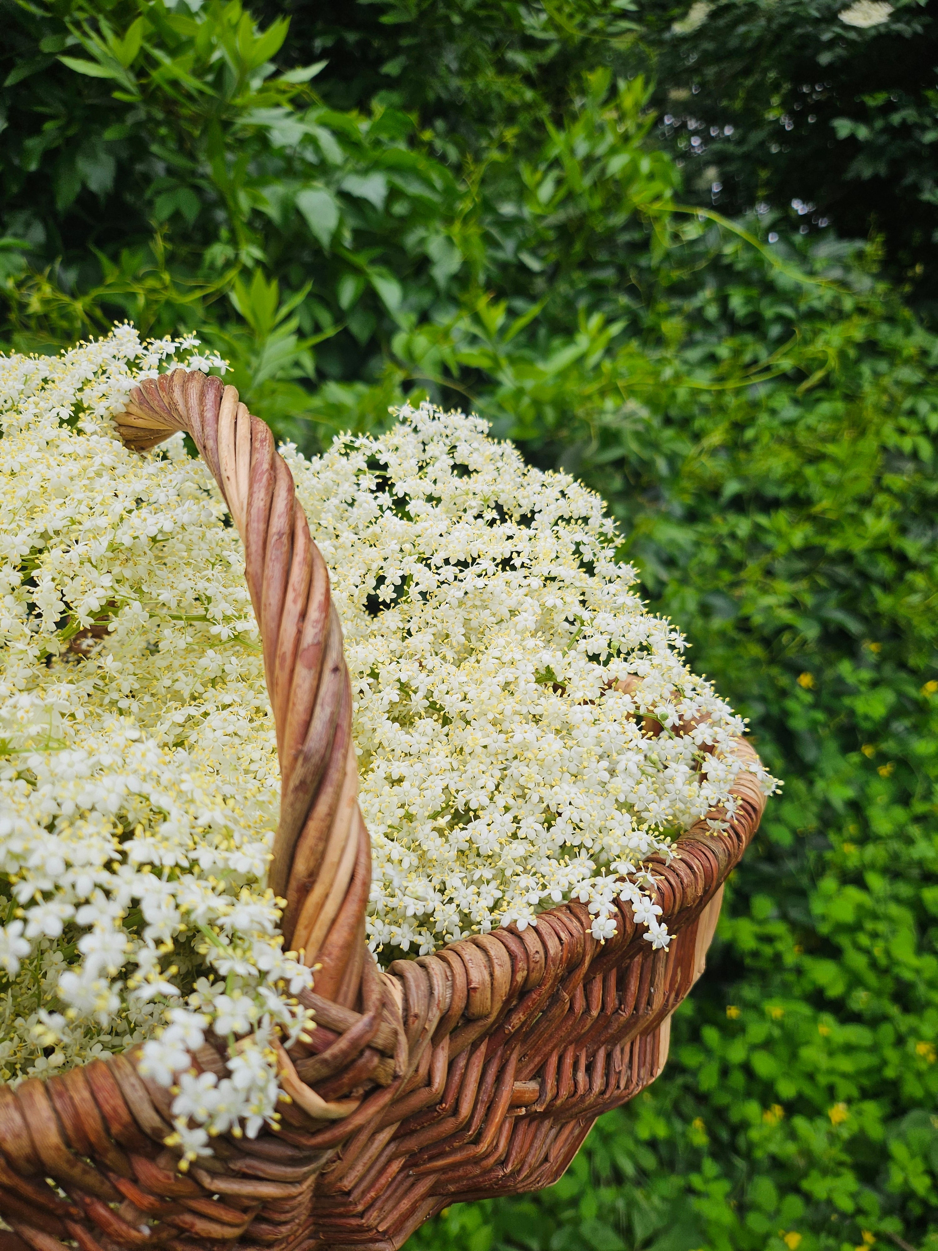 Les Fleurs de Sureau  un trésor de nos campagnes
