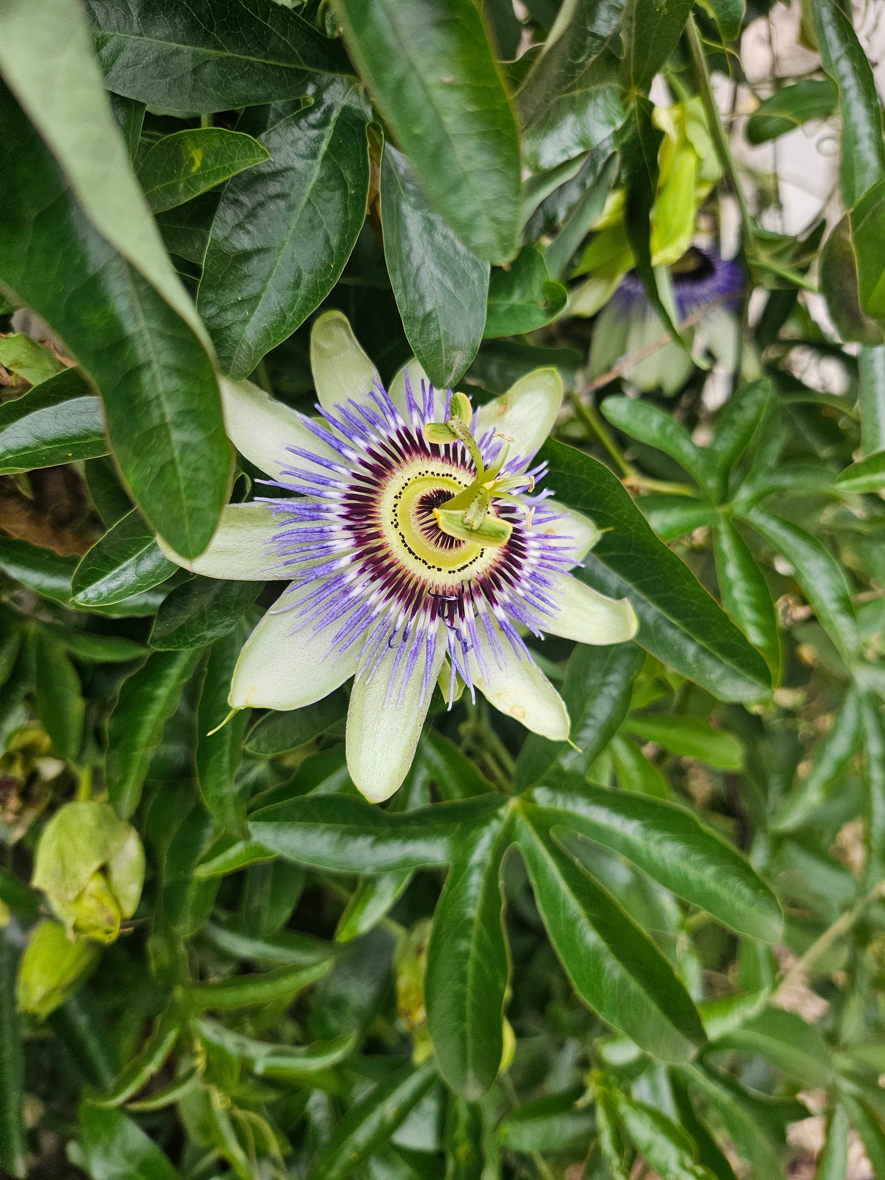 La Passiflore , la fleur de la sérénité .
