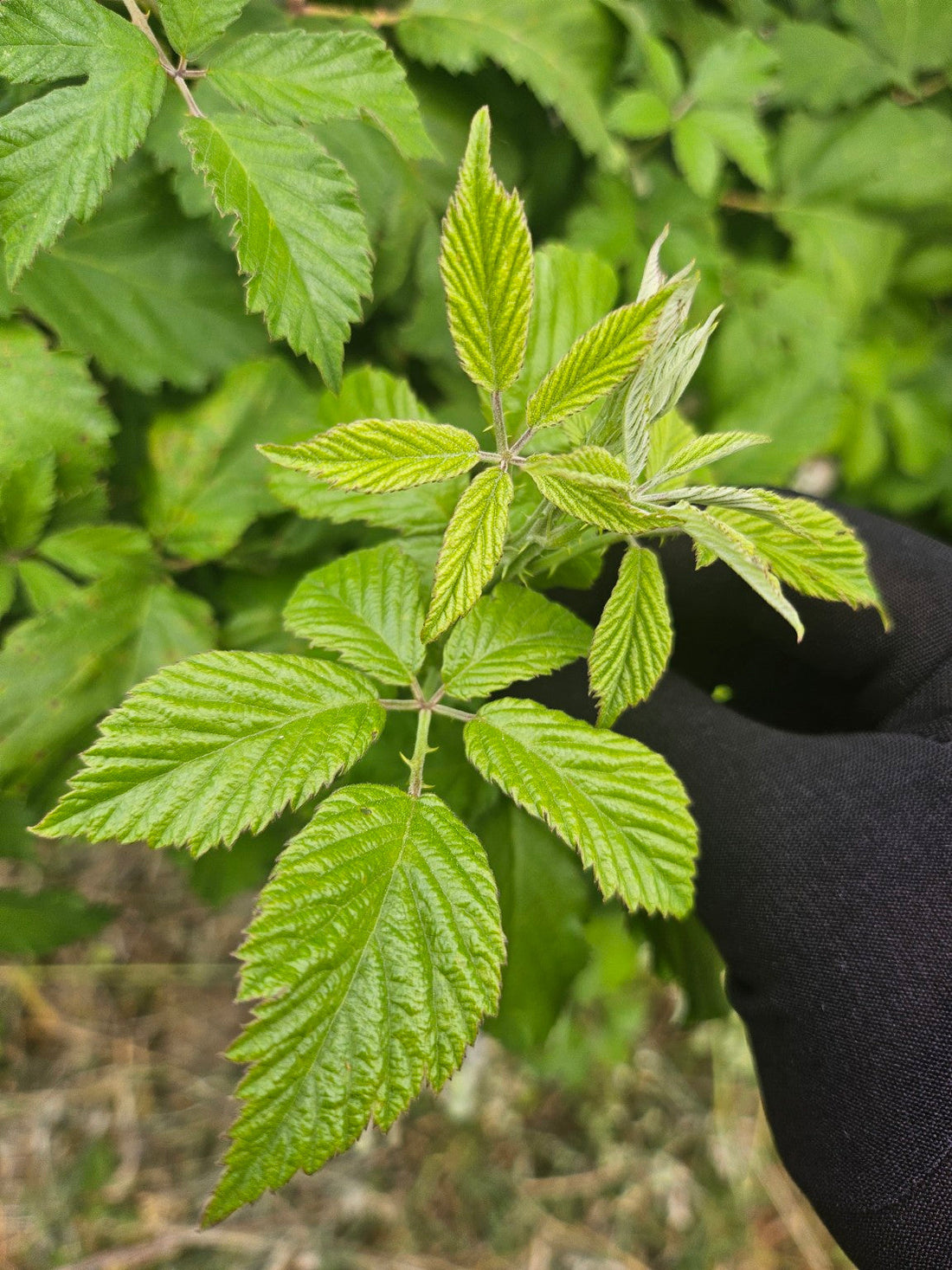 Les Feuilles de Ronce (Rubus fruticosus) , une plante sauvage aux traditions oubliées