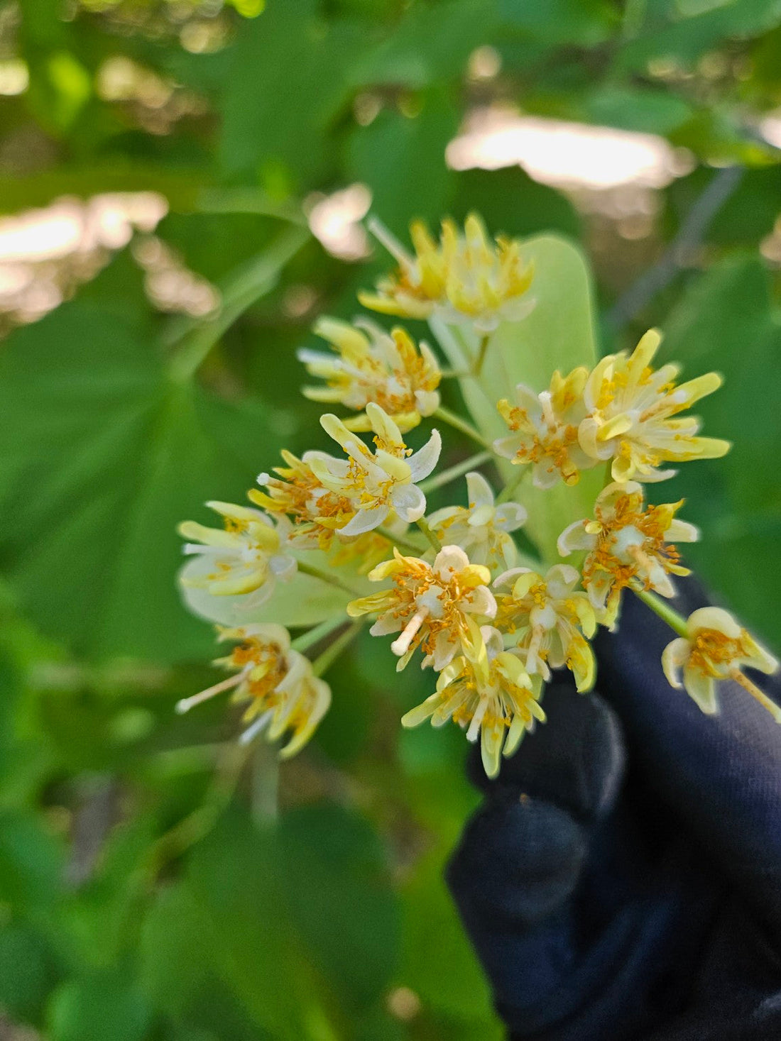La Fleur de Tilleul , Une Tradition de Douceur et de Bien-Être
