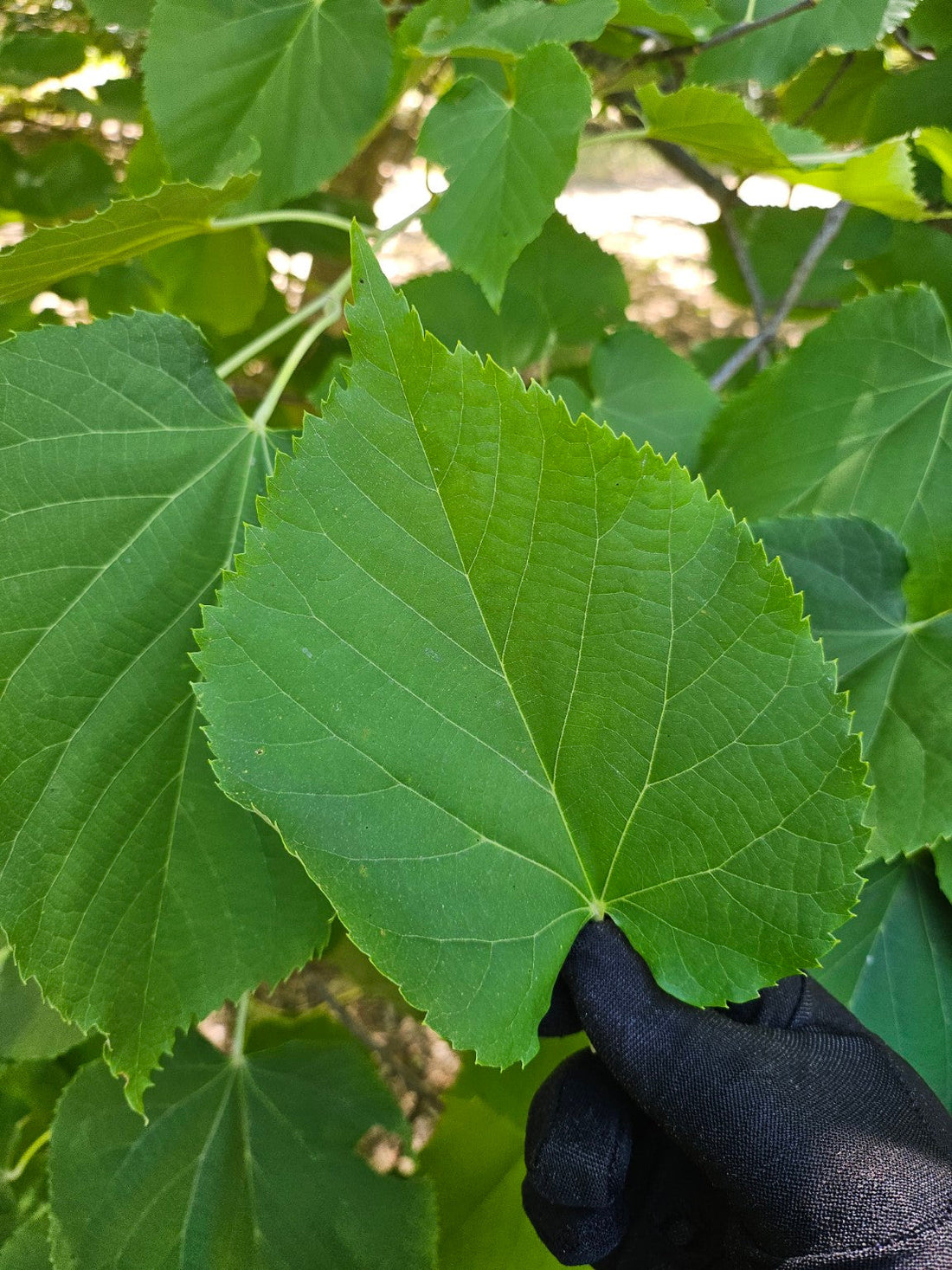 Les feuilles de tilleul , un trésor méconnu à découvrir