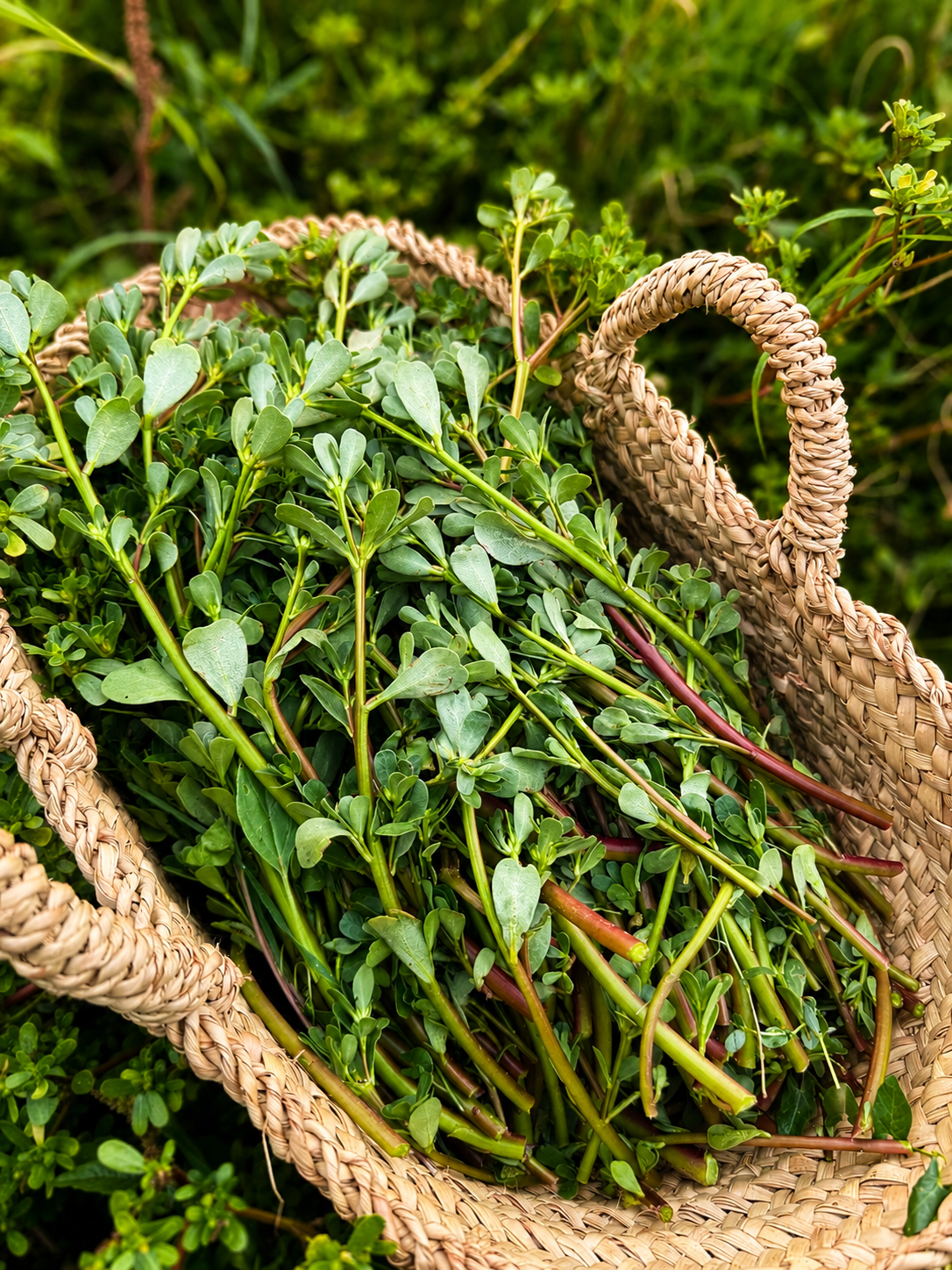 Le pourpier : une petite plante sauvage pleine de surprises