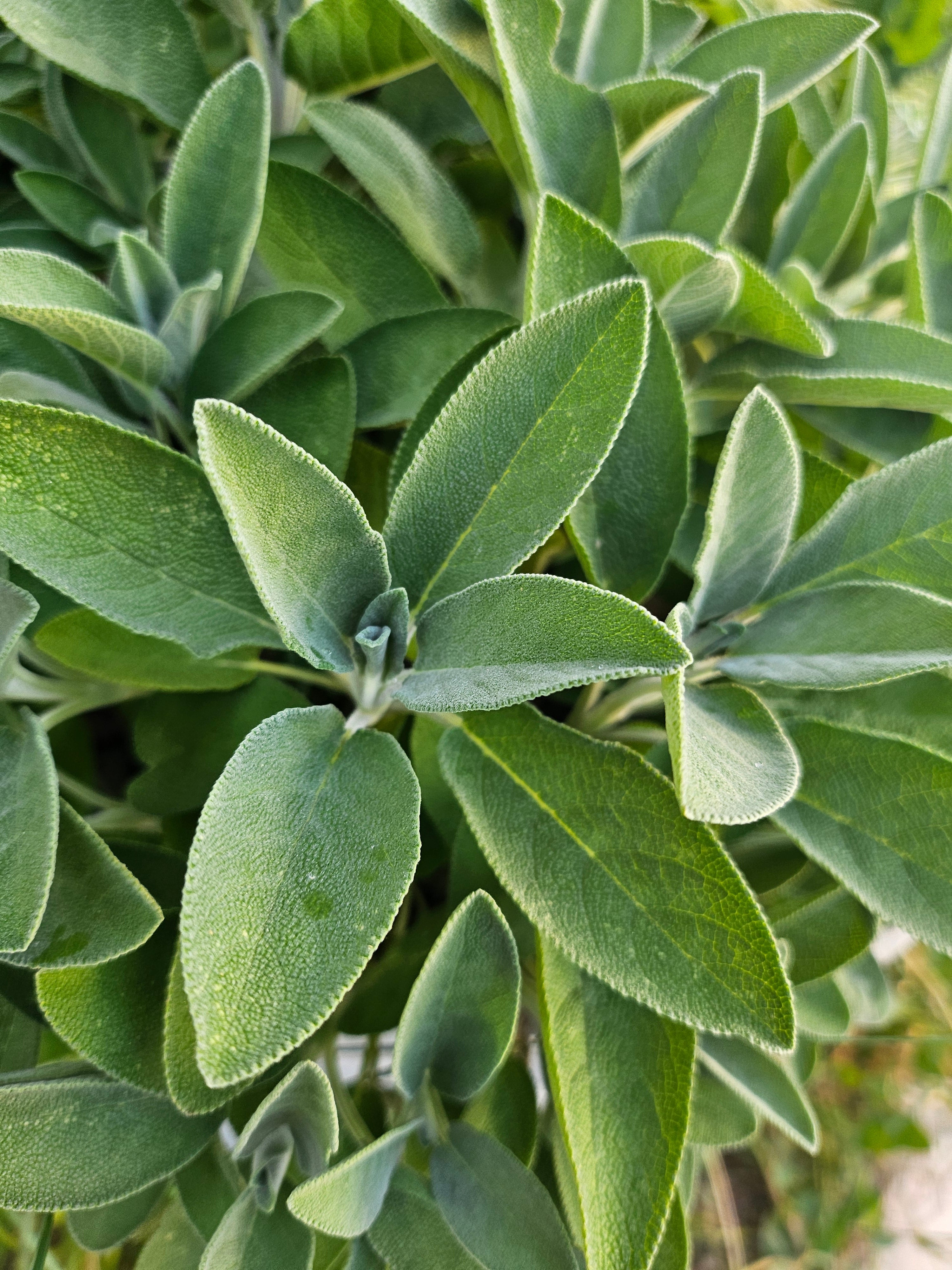 La Sauge Officinale , la plante des femmes et de la sagesse .