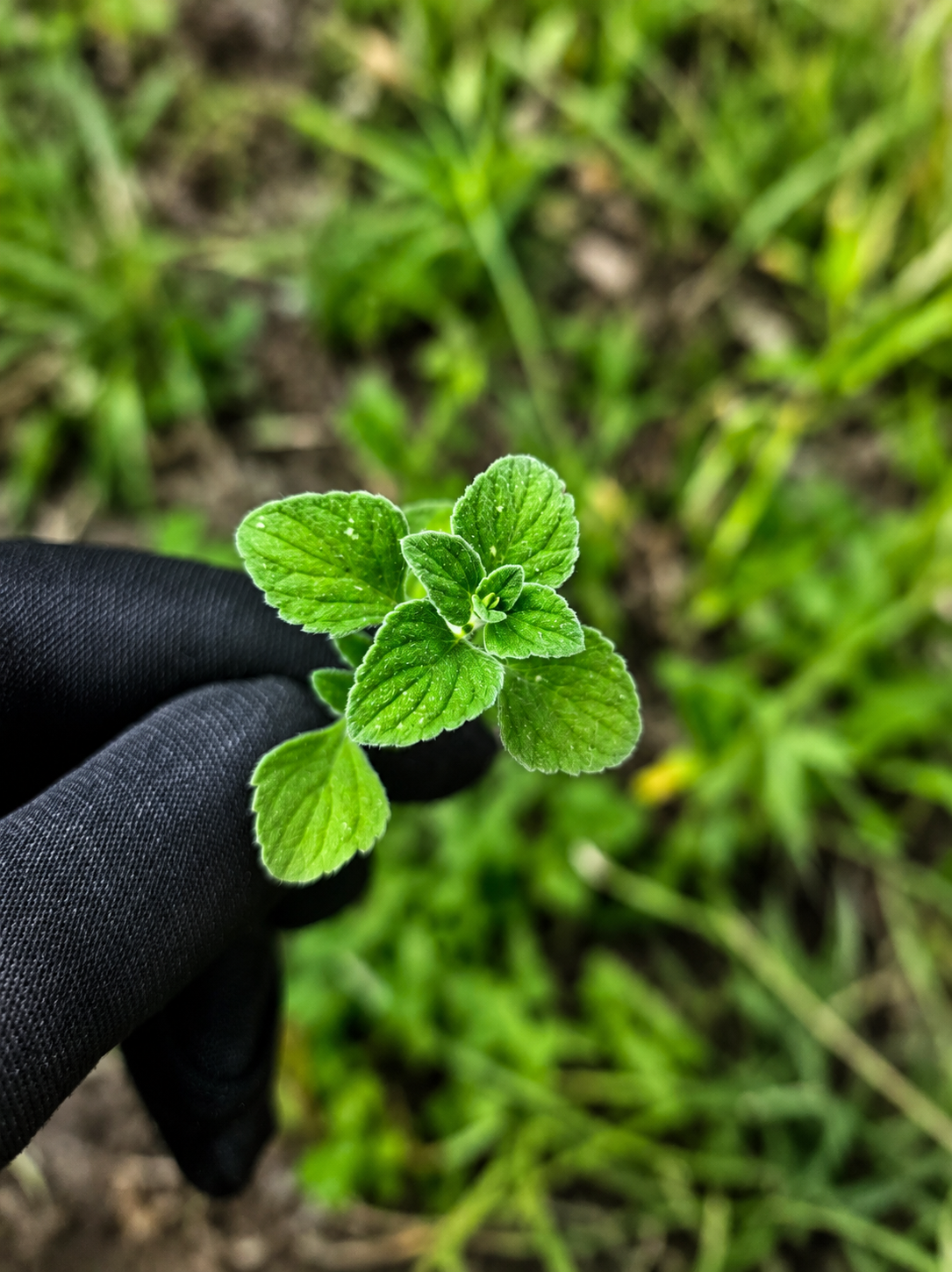 Le Calament Népéta (Clinopodium nepeta) , une plante aromatique aux senteurs du Sud