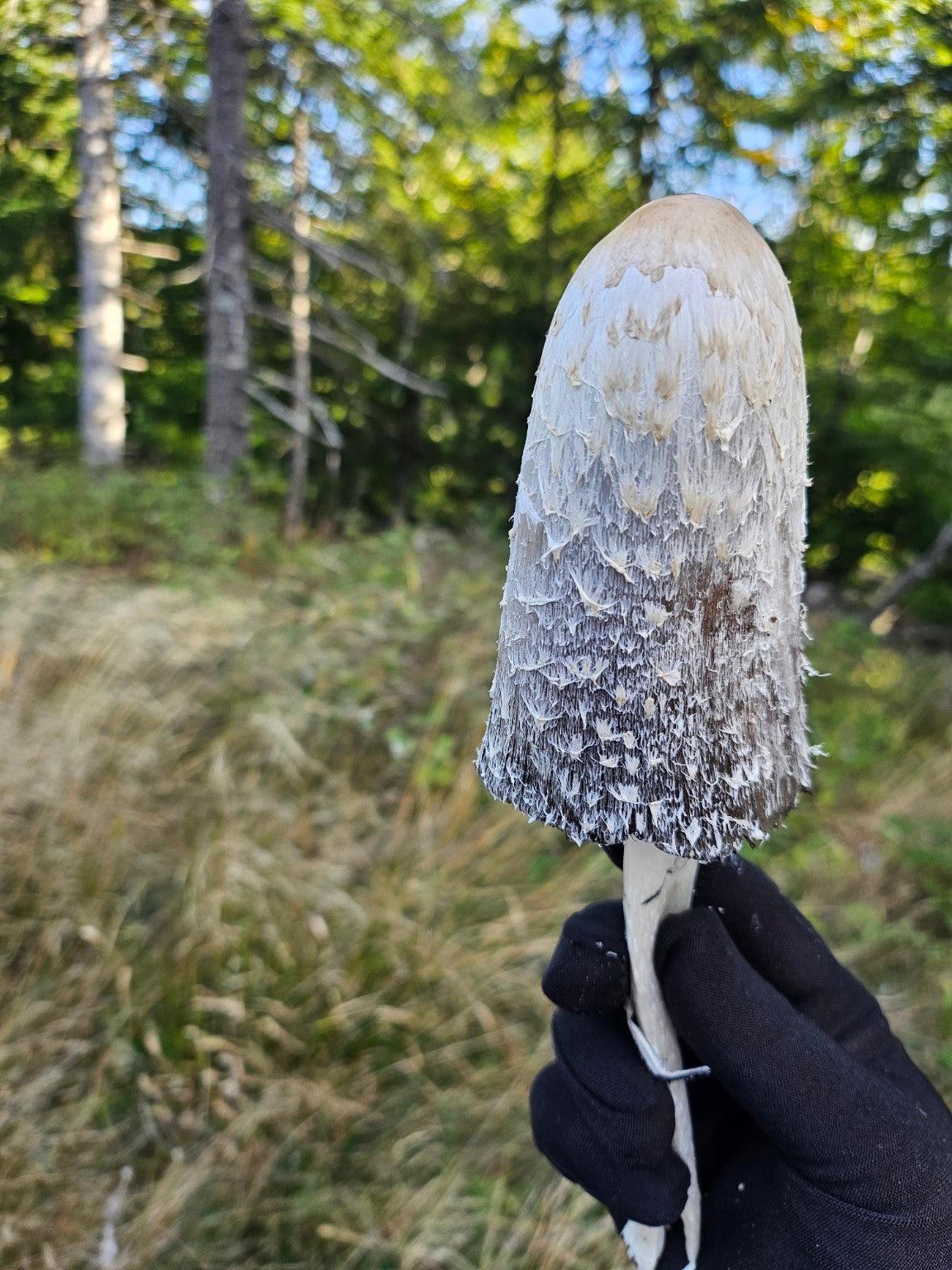 Le coprin chevelu : cet étonnant champignon qui se transforme en encre