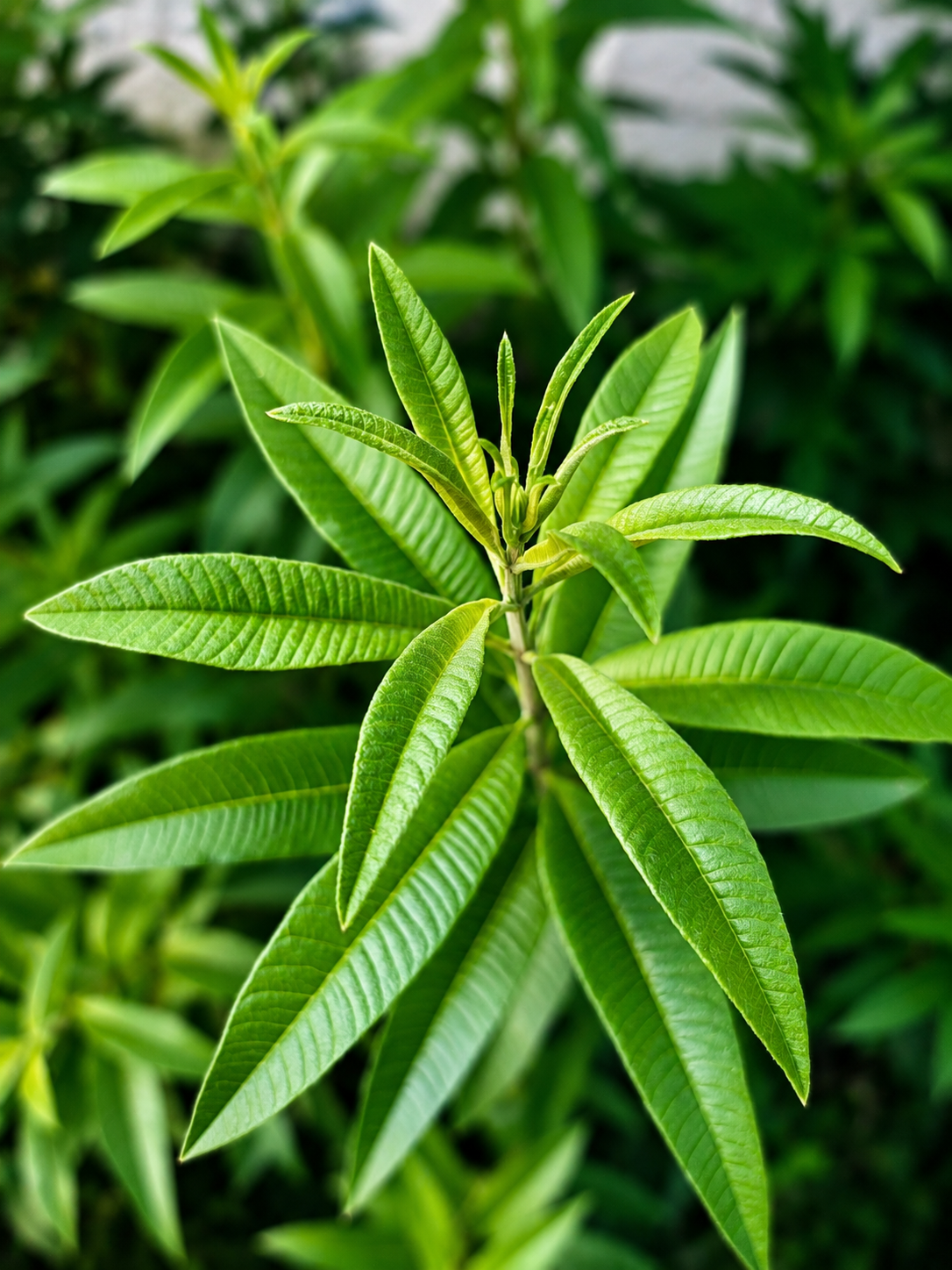 La Verveine Citronnée (Aloysia citrodora) ,une infusion parfumée aux notes de citron