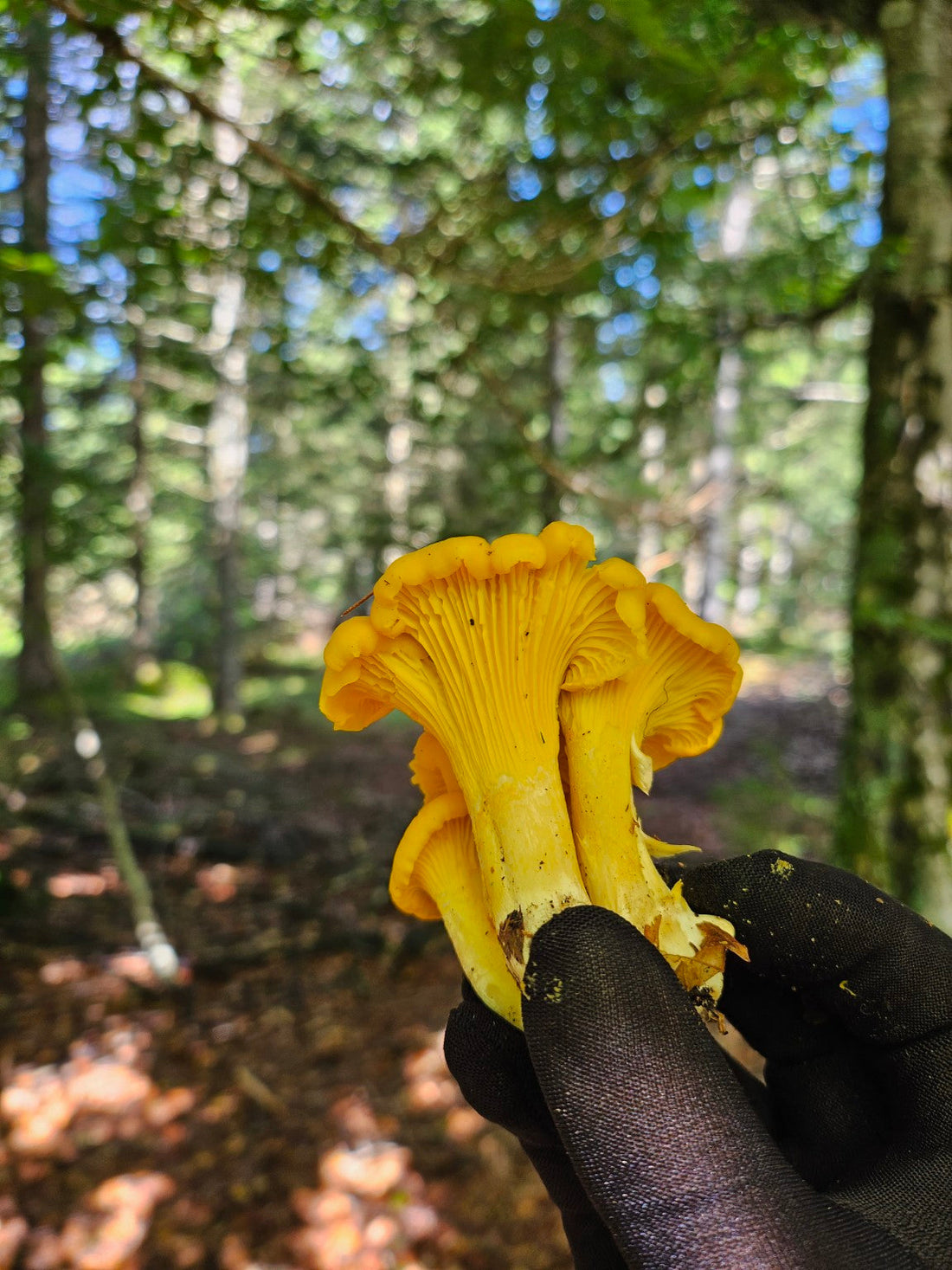 La girolle : le trésor doré de nos sous-bois