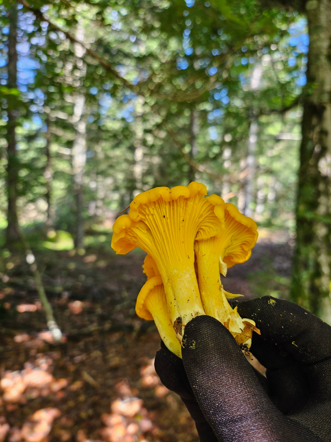 La girolle : le trésor doré de nos sous-bois