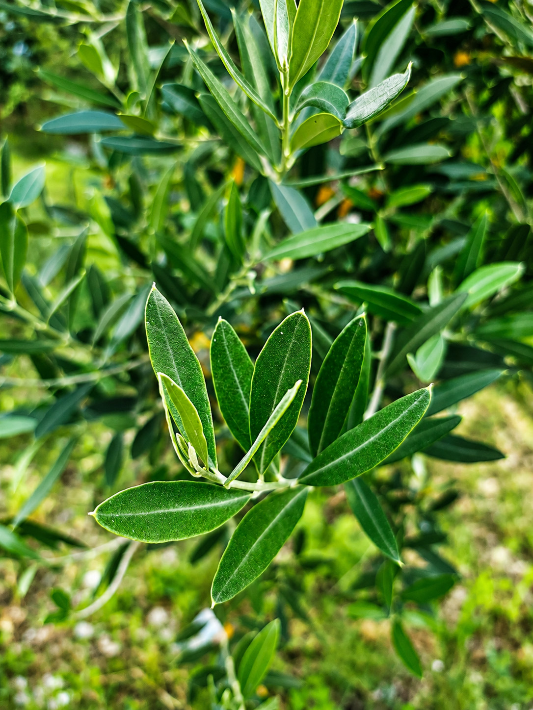 La Feuille d'Olivier (Olea europaea) , un trésor de la Méditerranée