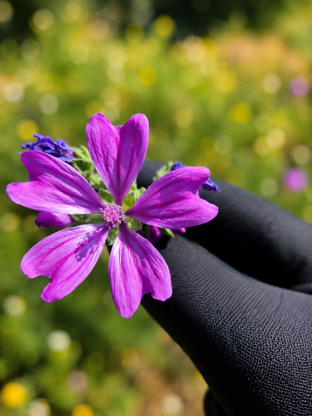 Les Fleurs de Mauve Sylvestre (Malva sylvestris) , une douceur naturelle aux multiples traditions