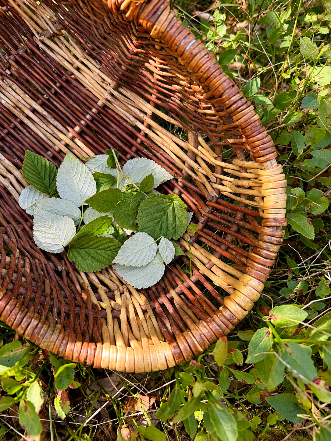 La feuille de framboisier : une plante traditionnelle du bien-être féminin