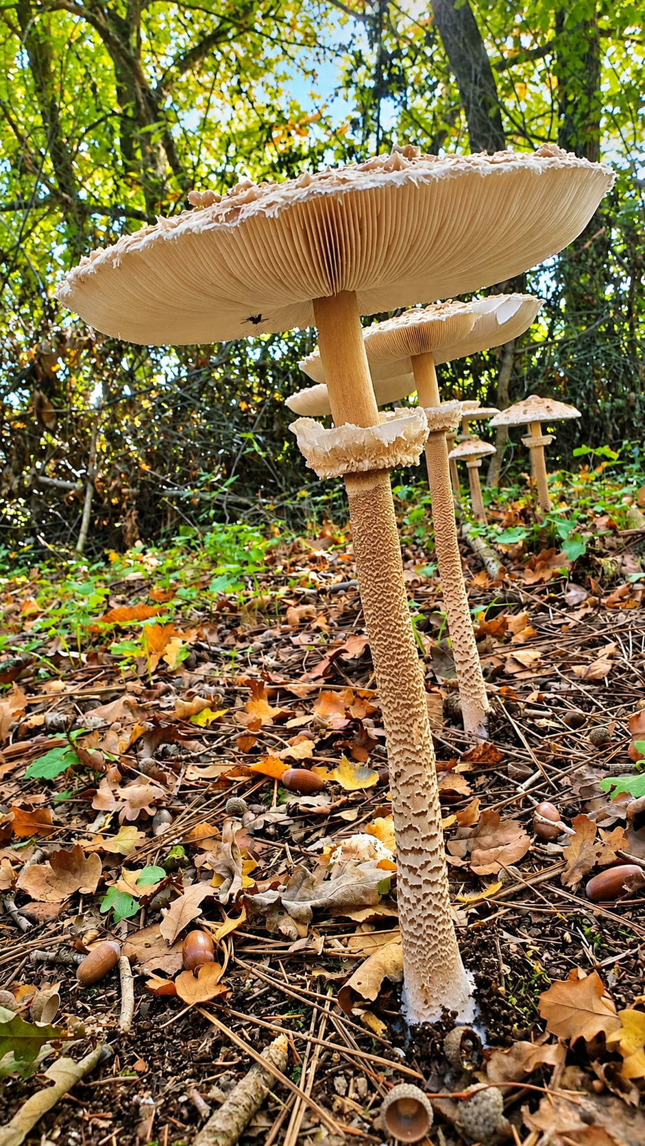 La Coulemelle, ou lépiote élevée : un grand champignon emblématique de l’automne