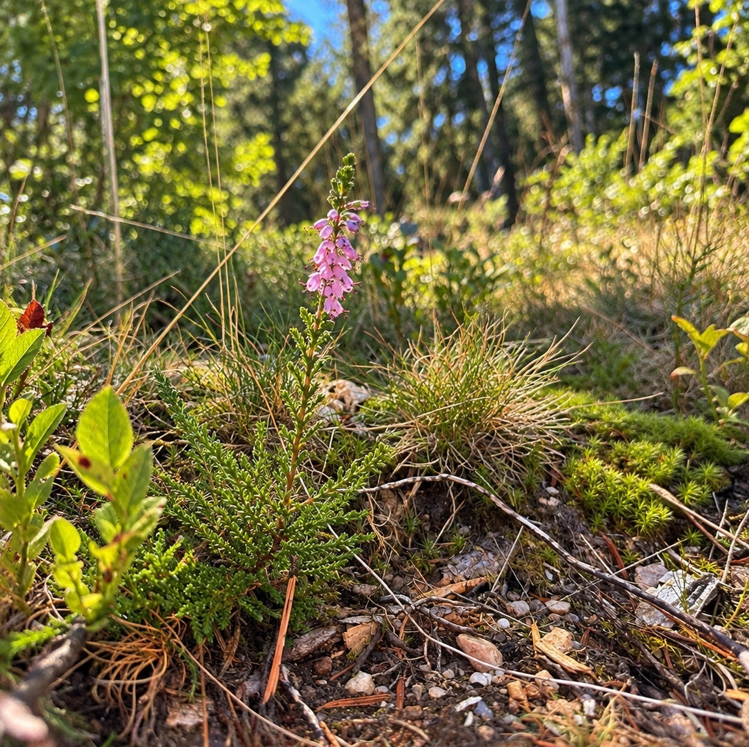 Les fleurs de bruyère : une plante délicate aux usages traditionnels