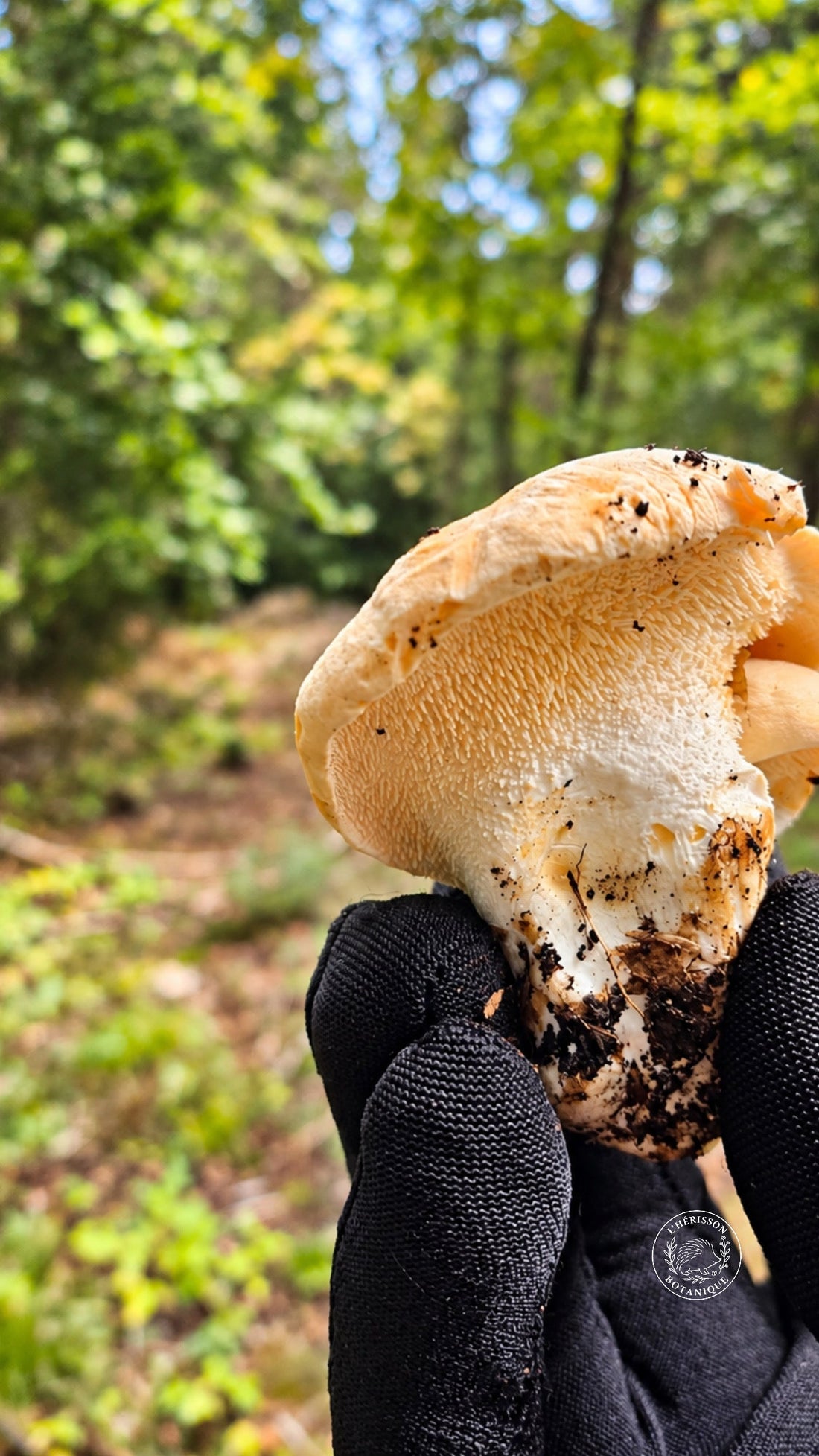 Le pied-de-mouton : ce champignon aux petits aiguillons si reconnaissables