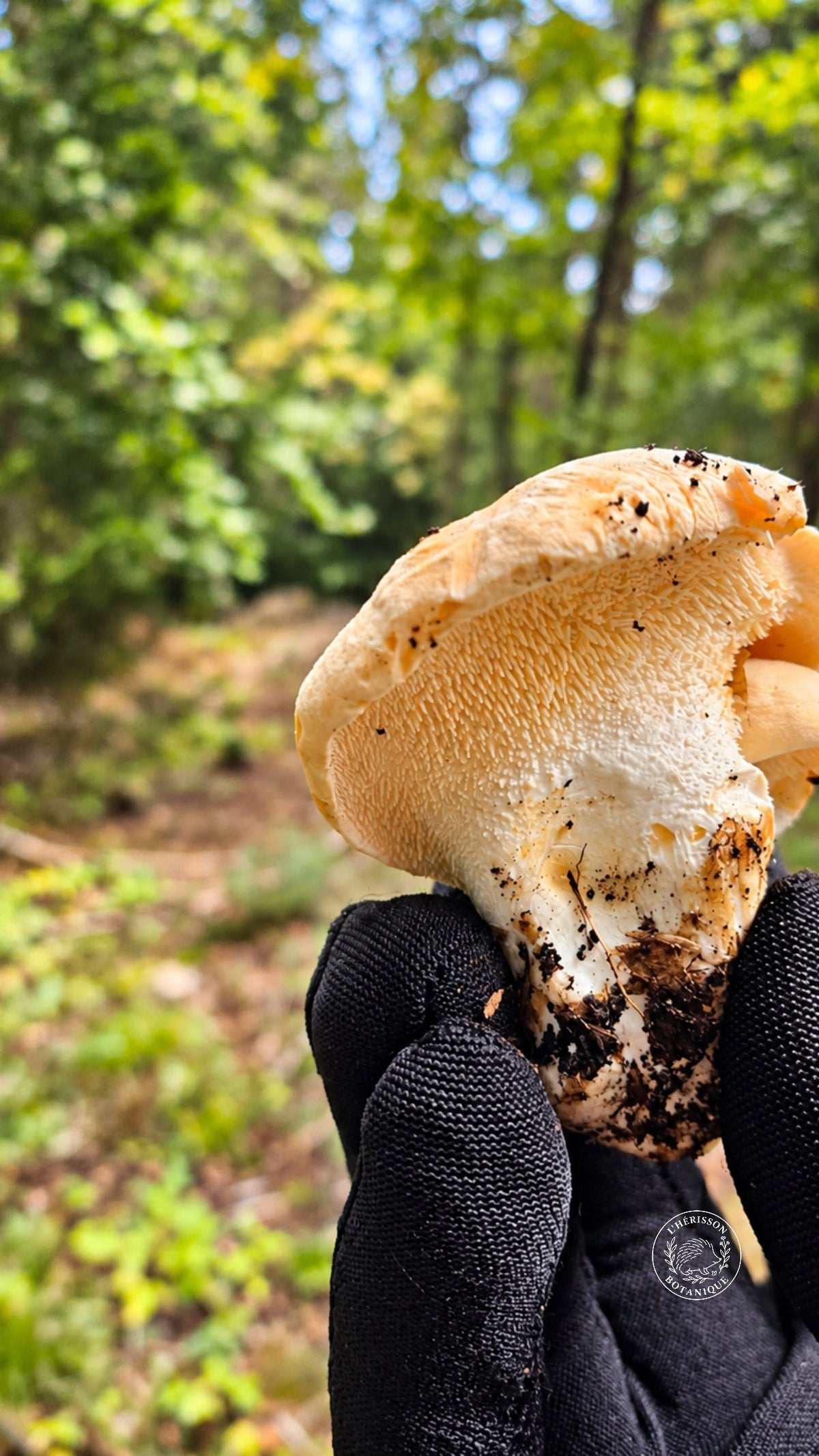 Le pied-de-mouton : ce champignon aux petits aiguillons si reconnaissables