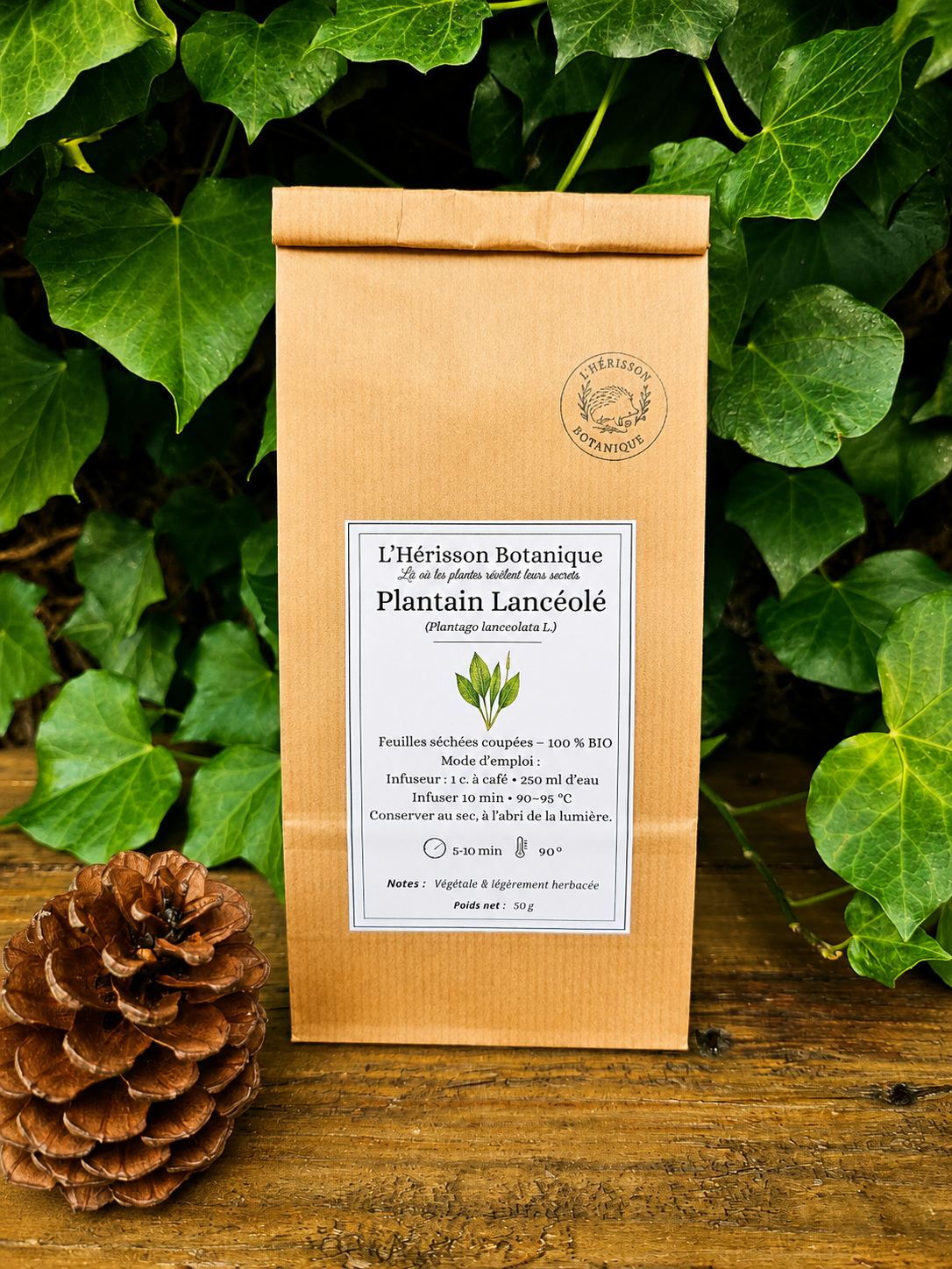 PLANTAIN LANCÉOLÉ ( Plantago lanceolata L. )feuille coupée 50 g